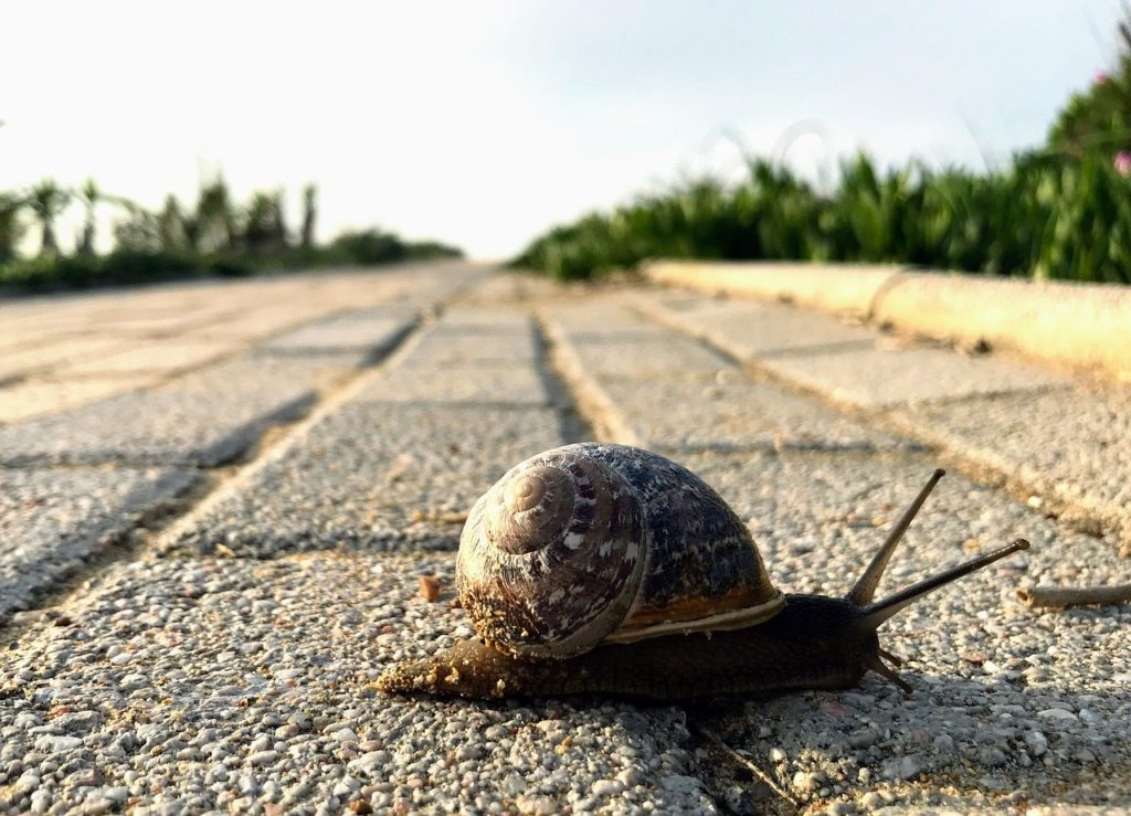 snail crossing road