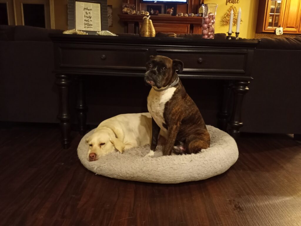 brown boxer dog and white lab